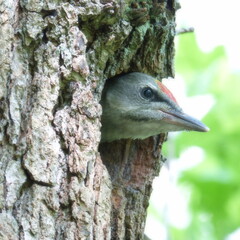 red woodpecker on a tree
