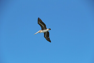 Pelicans in flight in the USA wildlife