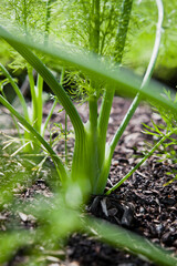 Green fresh fennel vegetable in the garden.