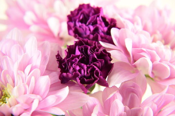 Chrysanthemums and carnations pink and violet flowers for bacground chryzantemy i goździki romantyczne i delikatne tło kwiatowe