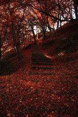 赤い紅葉が美しいゆうじゃく公園の秋風景