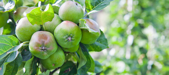 Young apple fruit in the orchard, early summer.