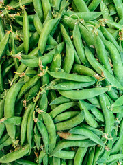 lots of ripe green pea pods for cooking as a background