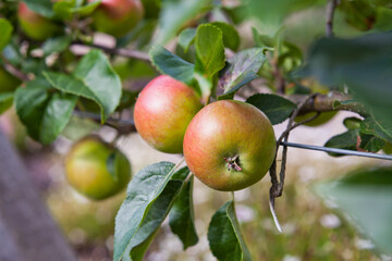 Young apple fruit in the orchard, early summer.