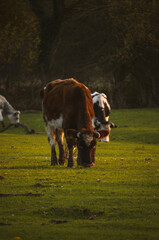 cow in a field