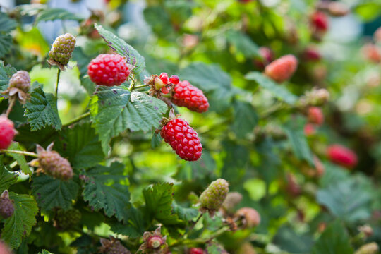 The loganberry bush - is a delicious fruit, hybrid of raspberry and blackberry.