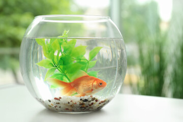 Beautiful bright small goldfish in round glass aquarium on table indoors