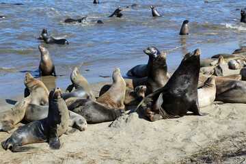 Sea lions on the beach in California wildlife