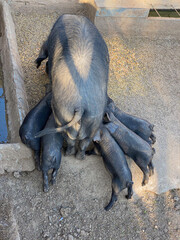 Black Iberian pigs in a farm in Mallorca (Porcella Negra Malloquina) © Luca