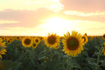 Fototapeta premium Beautiful view of field with yellow sunflowers at sunset