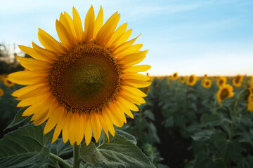 Obraz premium Beautiful view of field with yellow sunflowers at sunset