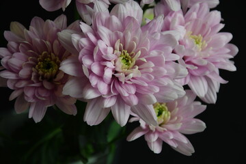 Pink flowers chryzanths on dark bacground tender chryzantemy różowe i delikatne