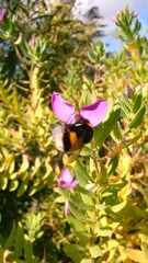 Wild bumblebee close up