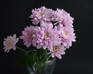 Fototapeta na wymiar Pink flowers chryzanths on dark bacground tender chryzantemy różowe i delikatne