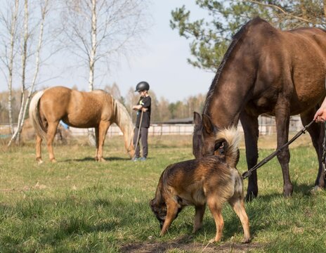 boy and horses on the meadow spring the boy grazes horses