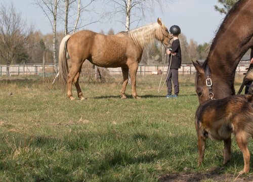 boy and horses on the meadow spring the boy grazes horses