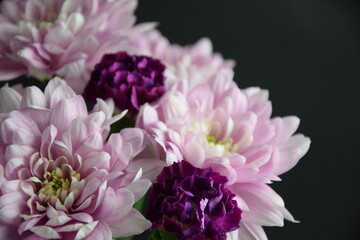Chrysanthemums and carnations pink and violet flowers for bacground chryzantemy i goździki...