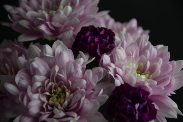 Chrysanthemums and carnations pink and violet flowers for bacground chryzantemy i goździki romantyczne i delikatne tło kwiatowe - obrazy, fototapety, plakaty