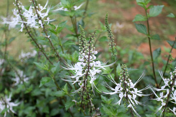 Cat's Whisker Flower or Bunga Kumis Kucing or Orthosiphon Aristatus