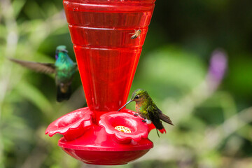 Obraz premium The Lesser Violetear hummingbird in flight