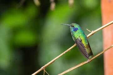 The Lesser Violetear hummingbird in flight