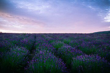 Fototapeta na wymiar blühender Lavendel auf den Lavendelfeldern