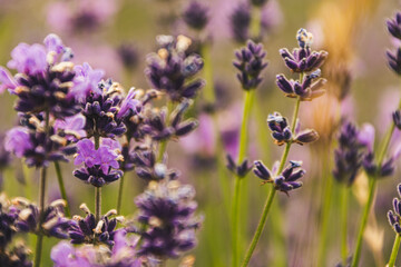 blühender Lavendel auf den Lavendelfeldern