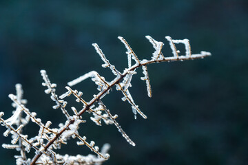 frozen bush detail