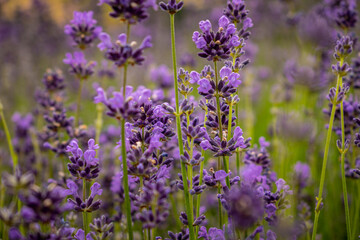 blühender Lavendel auf den Lavendelfeldern