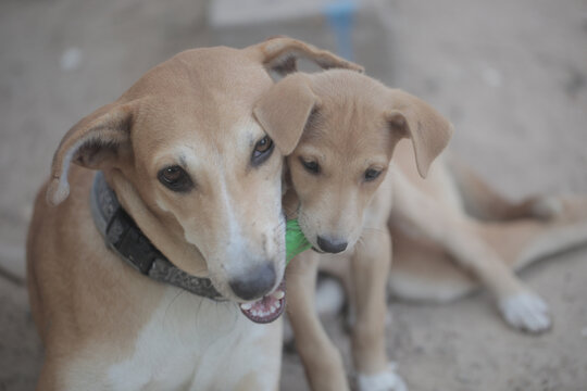 horizontal closeup photography of two dogs - adult brown and white female and a small puppy both holding a green plastic toy, looking into camera, with  natural light outdoors, in the Gambia, Africa