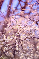 Close up on a blossoming in springtime trees full of white seasonal flowers