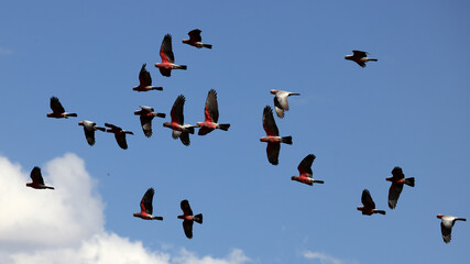 Pink & Grey Galah flock in flight
