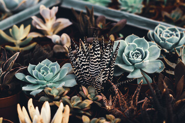 close up on  different types of succulents growing next to each other in a greenhouse, different colors and shapes