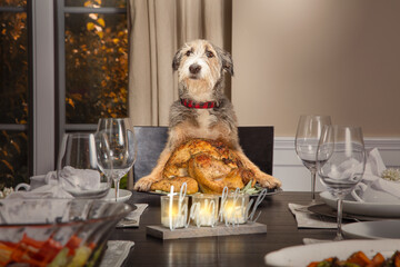 Dog Serving Thanksgiving Day Turkey