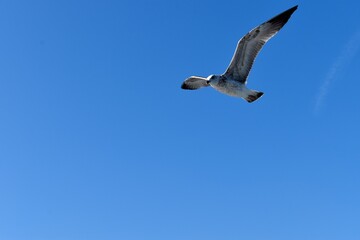 Seagull flying wings wide open