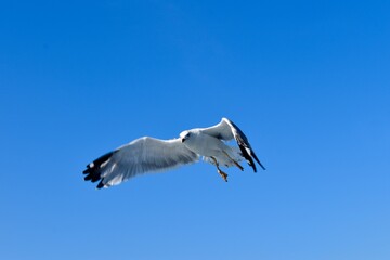 Seagull flying and looking down for food
