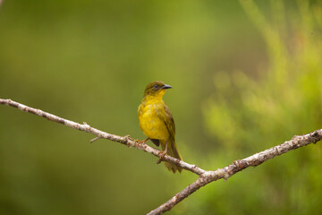 Yellow Olive Tanager from the Atlantic Forest of Brazil