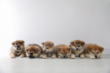 Obraz premium Adorable Akita Inu puppies on floor near light wall. Space for text