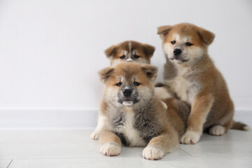 Adorable Akita Inu puppies on floor near light wall. Space for text