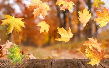Naklejka na ściany i meble Beautiful autumn leaves falling on wooden surface in park