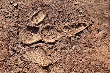 Footprint of Australian Emu in mud