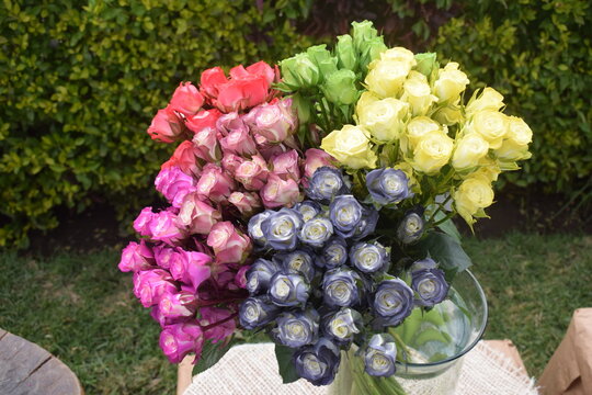 Spray rose tinted