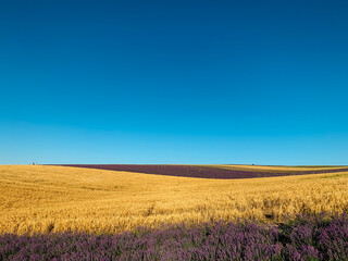 Fototapeta na wymiar landscape field of lavender and yellow wheat before the harvest