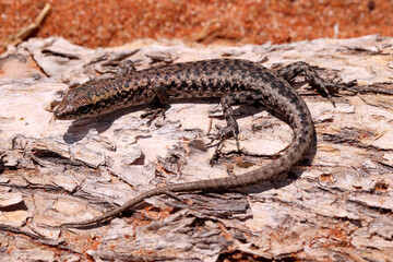 Ragged Snake-eyed Skink