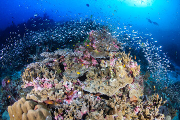 Colorful tropical fish on a coral reef in Asia