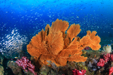Fototapeta na wymiar Large Seafan on a tropical coral reef