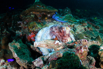 Common Octopus on a dark tropical coral reef