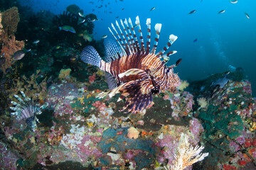 Naklejka na ściany i meble Several predatory Lionfish on a coral reef