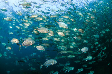 School of Jackfish in a blue ocean
