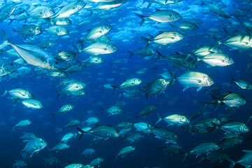Fototapeta na wymiar School of Jackfish in a blue ocean